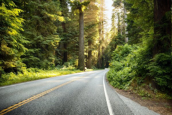 A road going into the distance in the middle of the forest