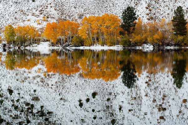 Otoño de California. Bosque amarillo