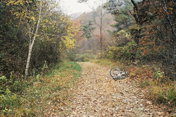 Fahrrad auf dem Gehweg im Wald