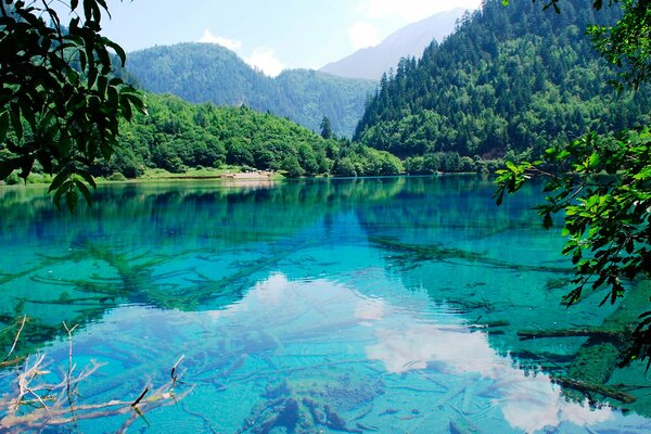 Hermosa naturaleza con un lago en el fondo del bosque y la naturaleza