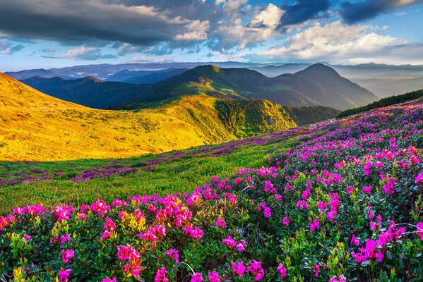 Fiori di prato primaverile in montagna