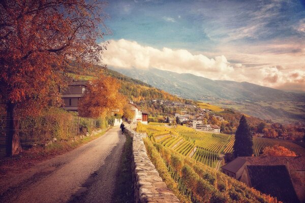 A road stretching along the vineyards of Italy