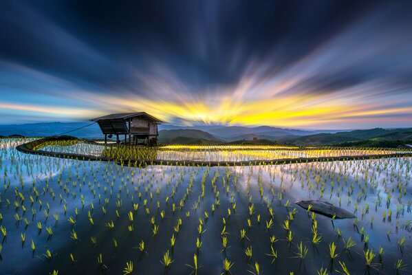 A small house on the background of a field with plant sprouts