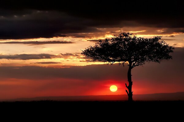 Puesta de sol roja sobre un árbol