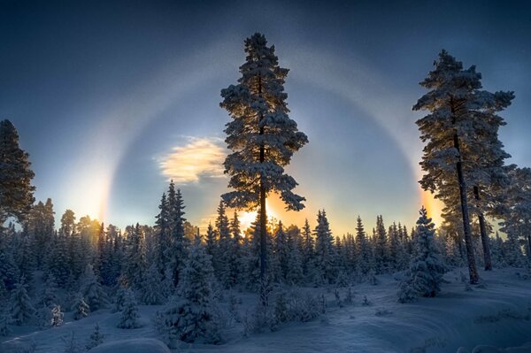 Winter pines in the dusky forest