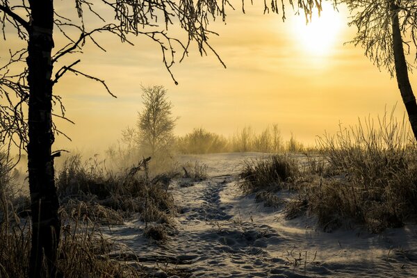 Paesaggio invernale mattutino nella foresta