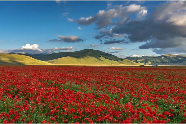 Ein Feld mit Mohnblumen in der Nähe der Berge