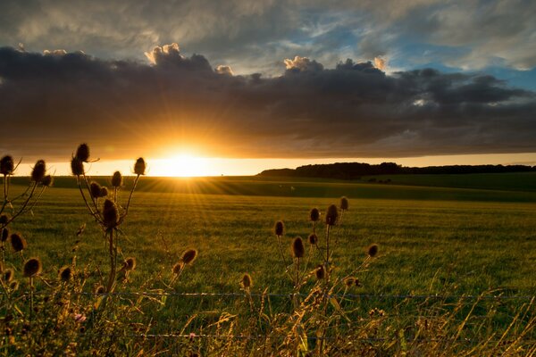 Das Feld begleitet den Sonnenuntergang