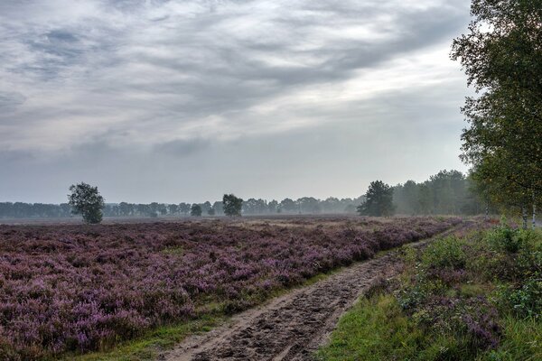 Camino entre campos de lavanda