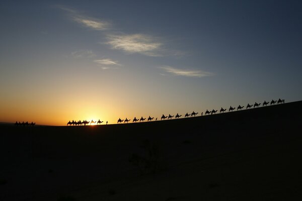 Camel caravan goes through the desert at sunset