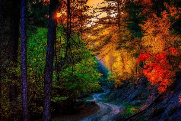 Winding forest road. landscape