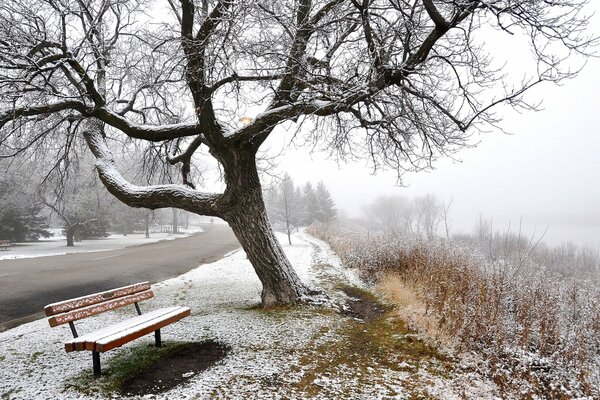 Winterpark im Nebel