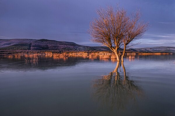 Riflesso dell albero nell acqua al tramonto