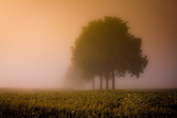 Durch Nebel verschwommene Umrisse von Bäumen im Feld