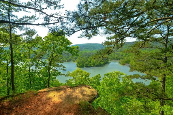 Sommerlandschaft des Waldes in Arkansas