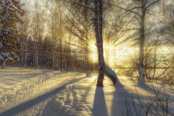 Winter forest. Frosty nature