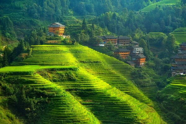 Plantations de thé . Collines vertes