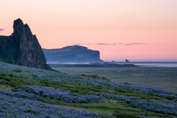 Blooming coast of Southern Iceland at dawn