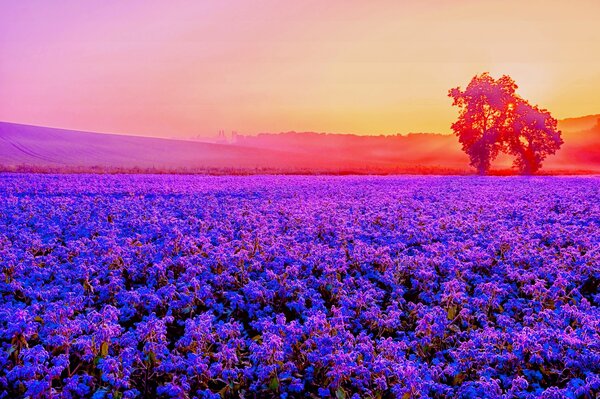 Meer aus Lavendel vor dem Hintergrund der untergehenden Sonne