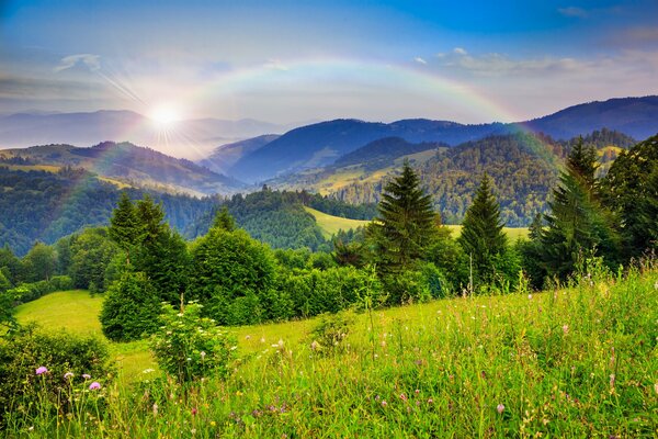 Arcobaleno e sole dopo la pioggia nella foresta