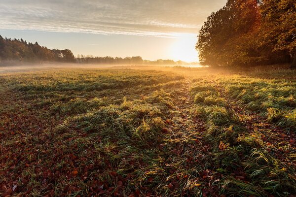 Nebliger Morgen auf dem Feld