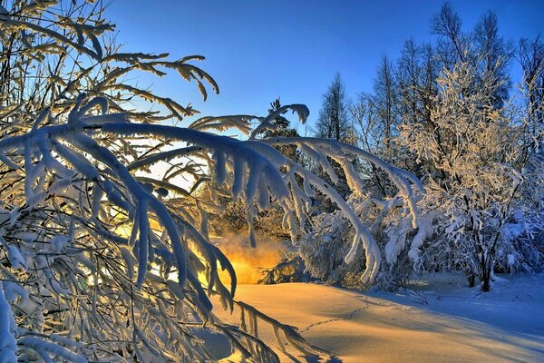 Paisaje de bosque de invierno al atardecer