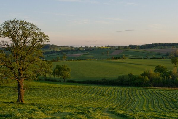 A lonely tree in a field