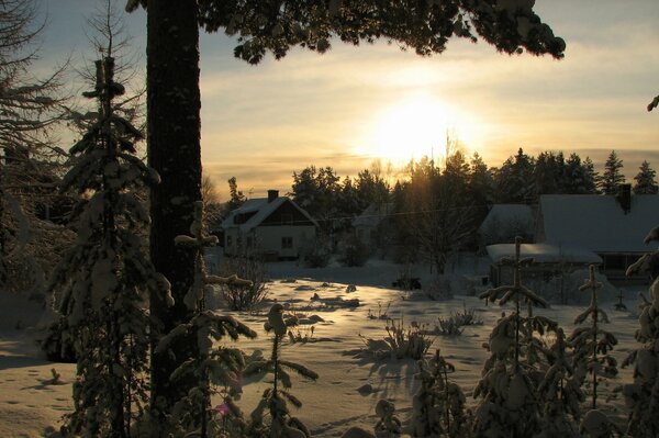 Winterwald im Morgengrauen