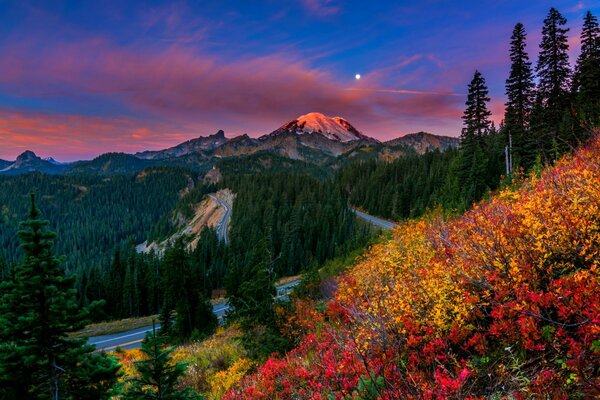 Sunset in the park with flowers