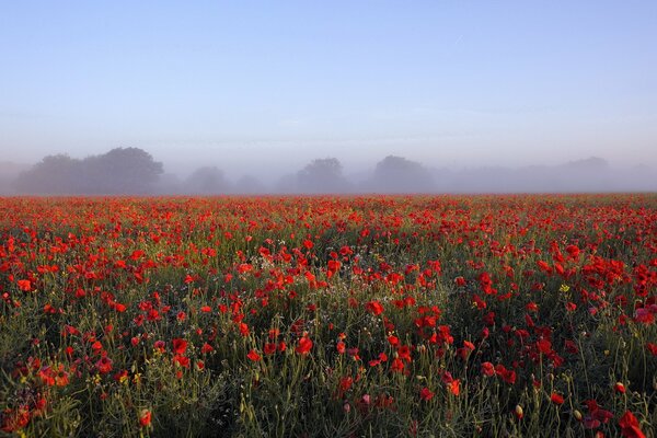 Paesaggio del mattino, campo di papaveri