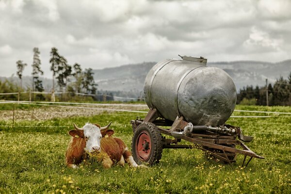 A cow with a milk cart in a summer field