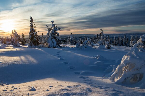 Norwegischer Winter im fichtenverschneiten Wald