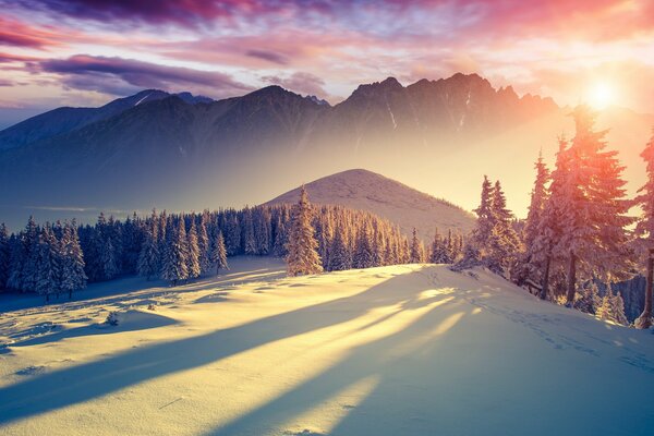 Paisaje de invierno con coníferas y nieve blanca