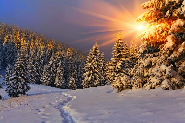 Paesaggio della foresta di conifere durante il tramonto invernale