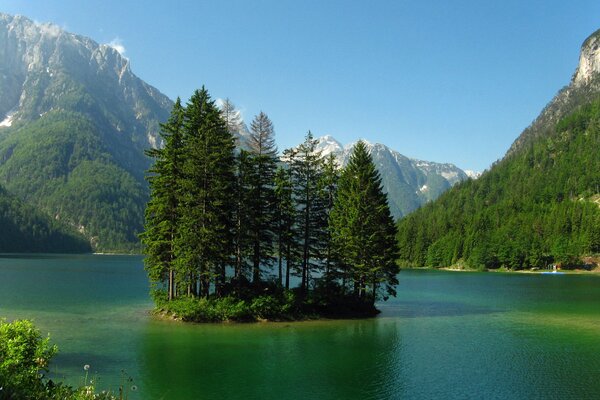 Épinette sur l île. L eau autour de l îlot