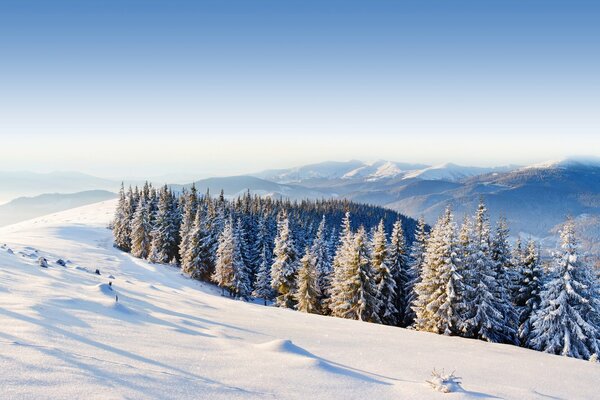 Paisaje de invierno. Bosque de invierno de pino