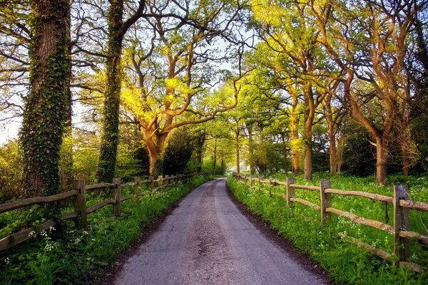 A narrow road between trees