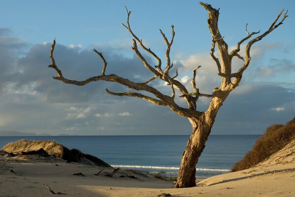 A tree on a sandy beach