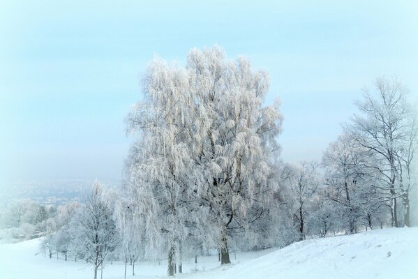 Árboles de invierno cubiertos de INI en medio de un campo cubierto de nieve