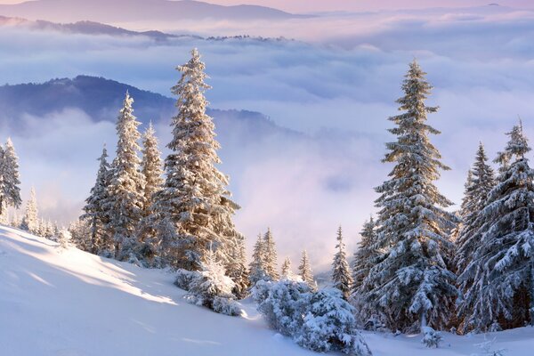 Abeti su un pendio innevato con nuvole