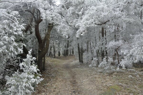 Naturaleza invernal en el desierto del bosque