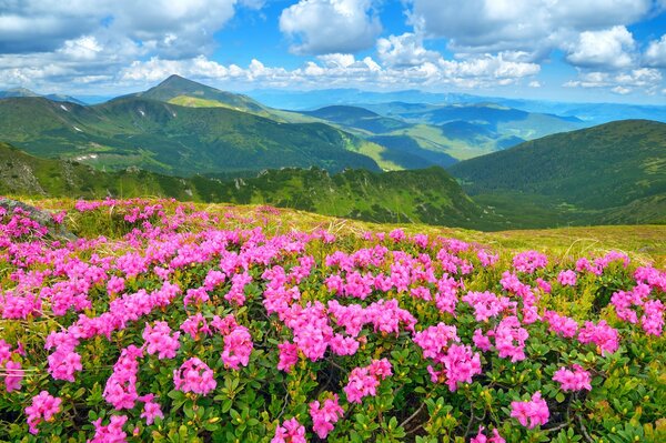 Flores de montaña detrás de prados inundables