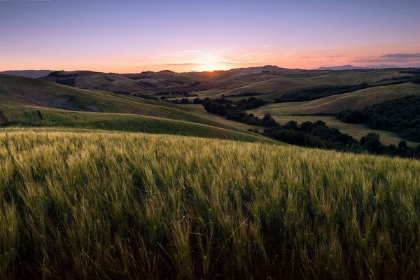 A peaceful sunset over a rye field