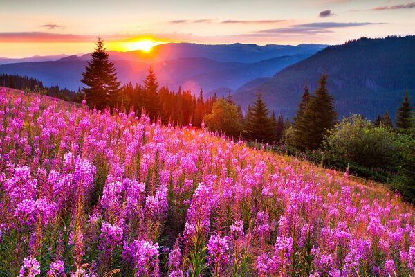 Flowers at sunset in mountain meadows