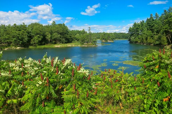 Río de verano con flores y árboles