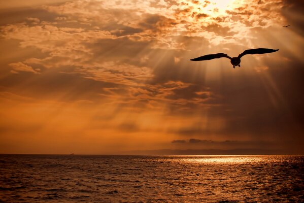 Uccelli sopra il mare al sole