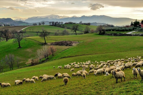 Italian company with mountains and sheep