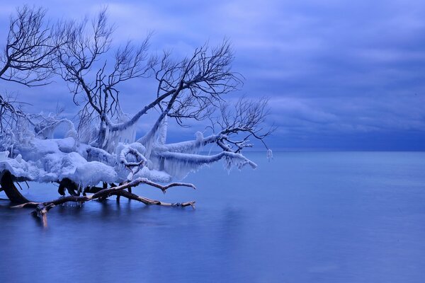 Lac gelé avec un arbre tombé