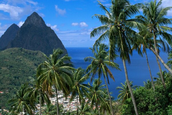 Karibischer Berg Python in St. Lucia