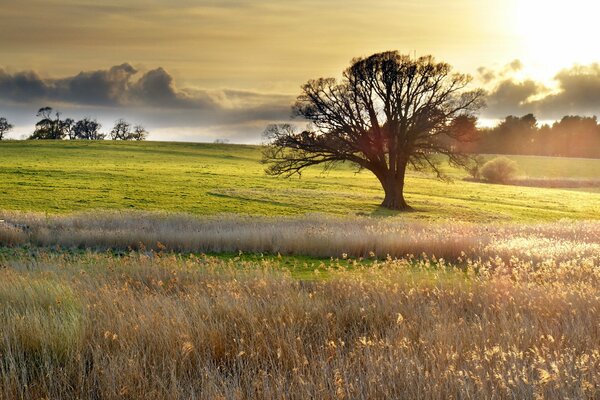 Gran árbol en el campo a la luz del sol